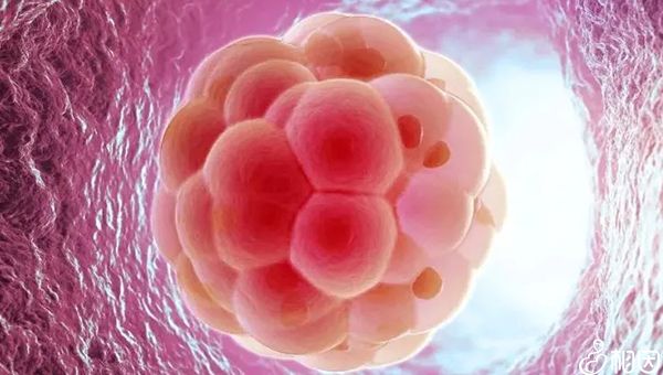   睾丸功能障碍相关不育症